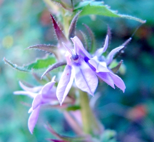 Lobelia puberula