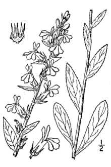 Lobelia puberula