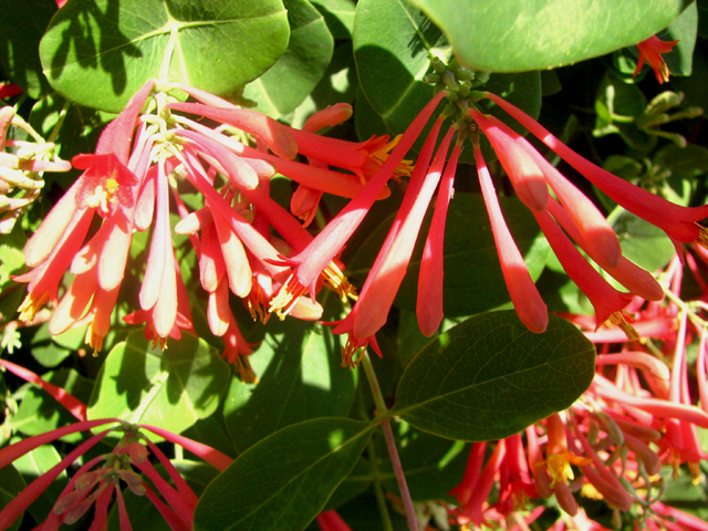 Lonicera sempervirens