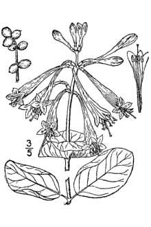 Lonicera sempervirens