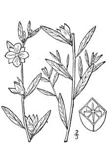Ludwigia alternifolia Britton and Brown's line drawing Ludwigia alternifolia