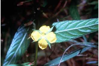Ludwigia alternifolia in bloom Ludwigia alternifolia photo by Robert Mohlenbrock