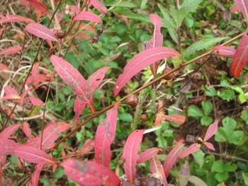 Ludwigia alterniolia fall colors Ludwigia alterniolia fall colors