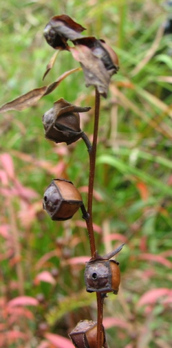 Ludwigia alternifolia in seed Ludwigia alternifolia in seed