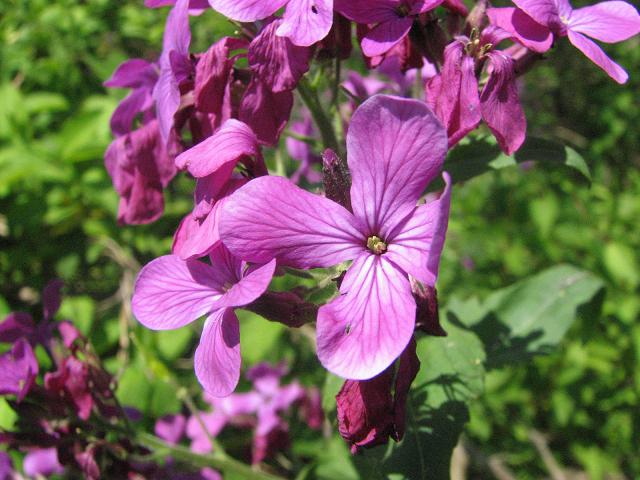 Lunaria annua