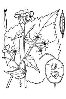 Lunaria annua