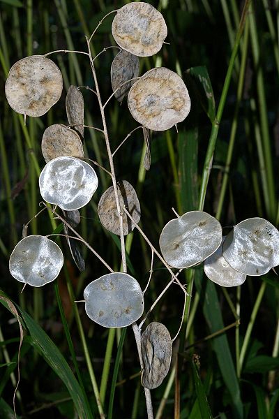 Lunaria annua fruit