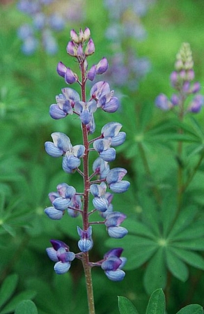 Wild lupine