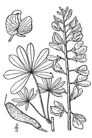 Lupinus perennis