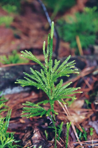 Lycopodium dendroideum