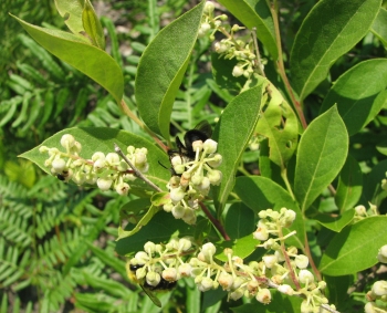 Lyonia ligustrina