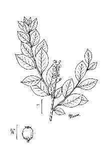 Lyonia ligustrina