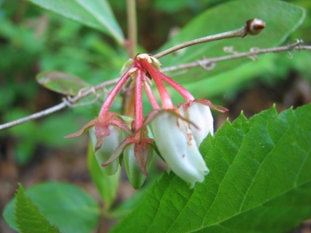 Lyonia mariana