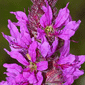 purple loosestrife