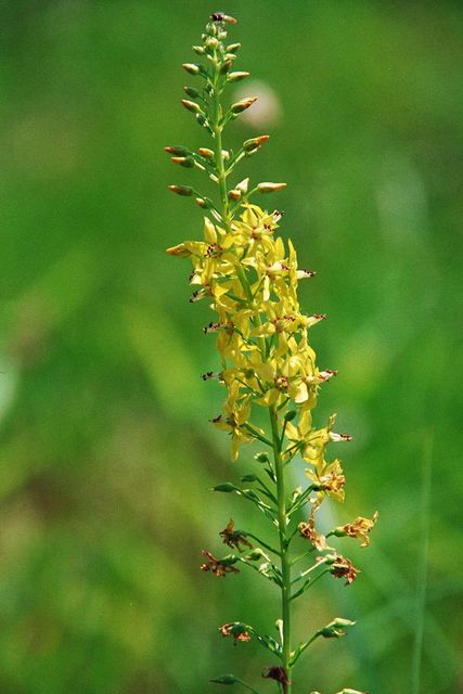 Lysimachia terrestris (L.) Britton, Sterns & Poggenb.