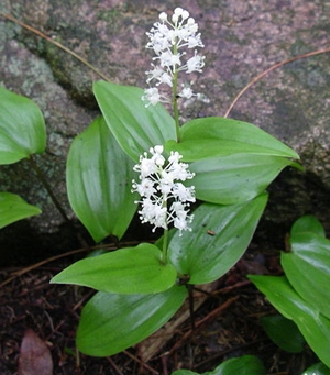 Maianthemum canadense