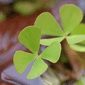 European waterclover