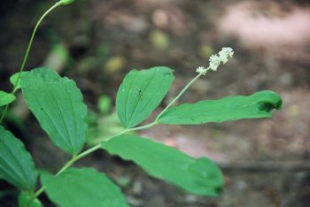 Maianthemum racemosa