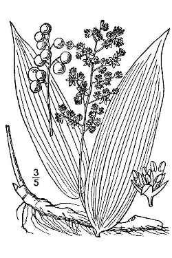 Maianthemum racemosa