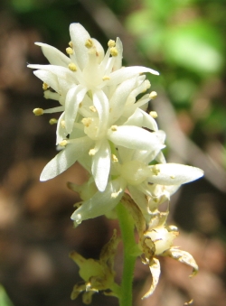 Maianthemum stellata