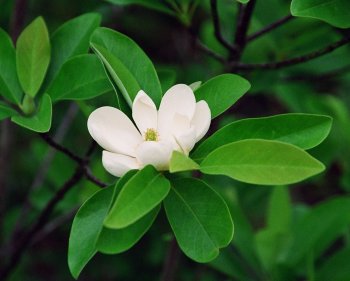 Magnolia virginiana