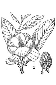 Magnolia virginiana