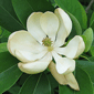 sweetbay magnolia