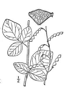 Desmodium glabellum