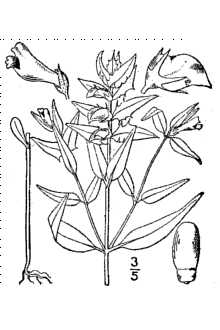 Melampyrum lineare