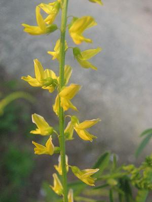 Melilotus officinalis