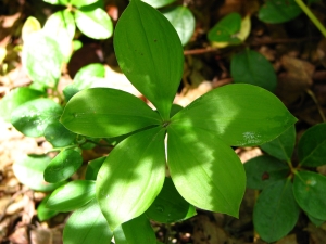 Medeola virginiana