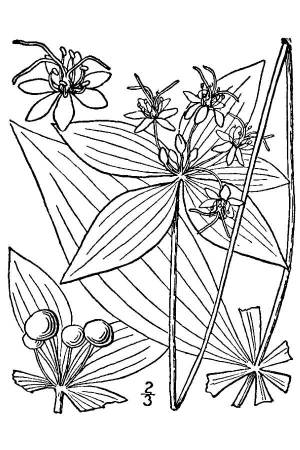 Medeola virginiana