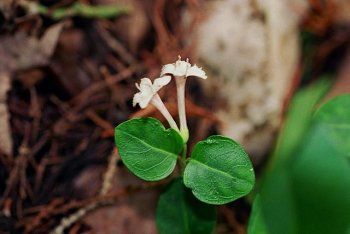 Mitchella repens