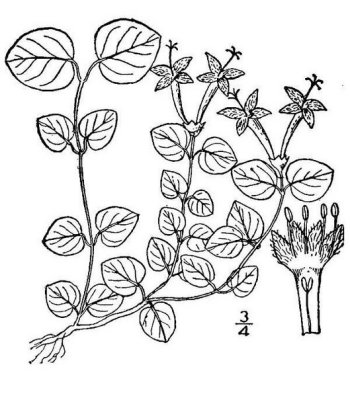 Mitchella repens