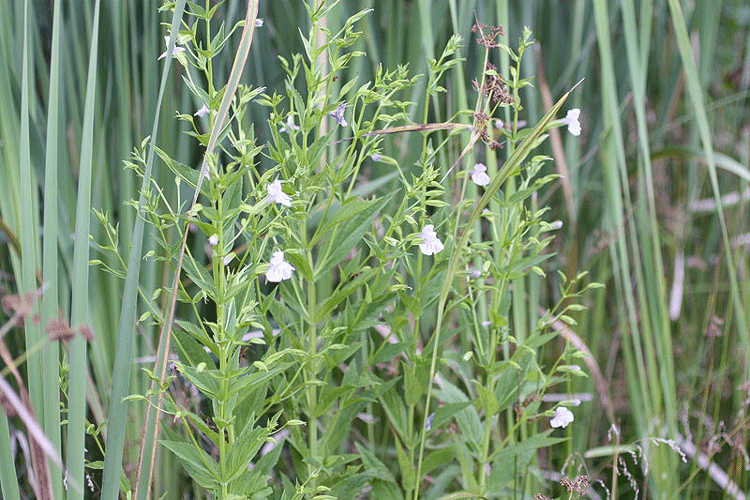 Mimulus ringens