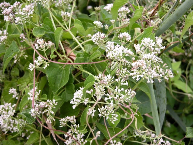 Mikania scandens