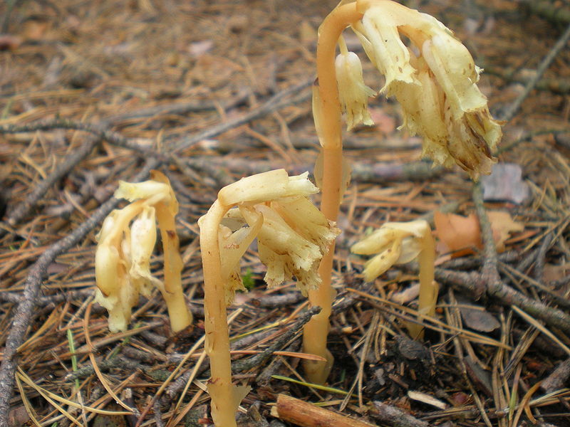 Monotropa hypopithys