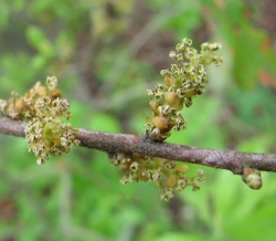 Morella pensylvanica 