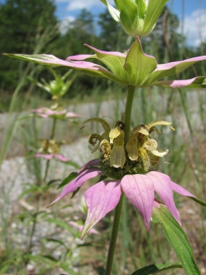 Monarda punctata 