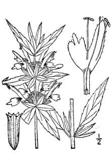 Monarda punctata 