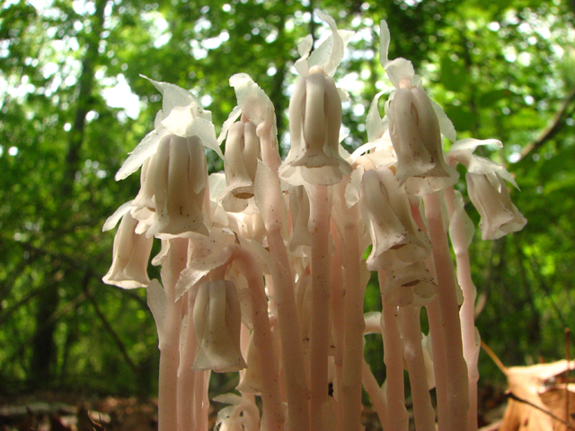 Monotropa uniflora