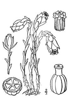 Monotropa uniflora