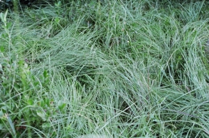 Muhlenbergia torreyana