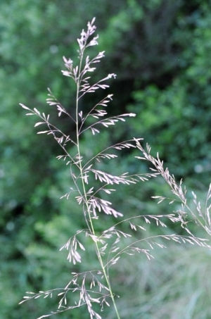 Muhlenbergia torreyana