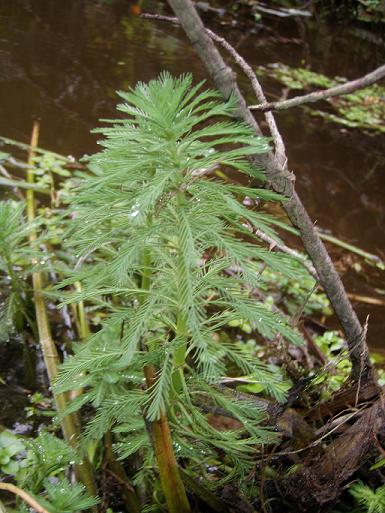 Myriophyllum aquaticum