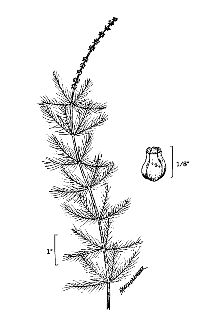 Myriophyllum aquaticum