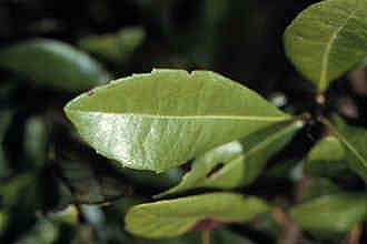 Morella caroliniensis