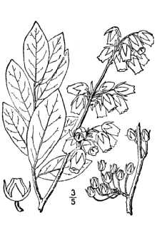 Lyonia mariana