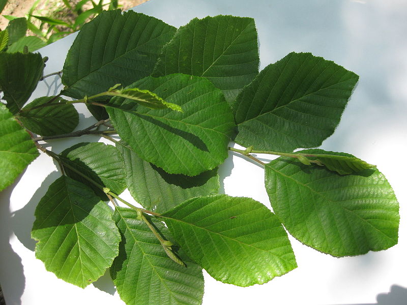 Alnus serrulata