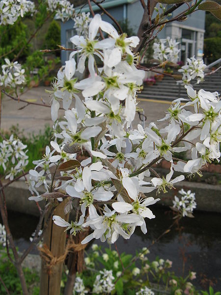 Amelanchier canadense